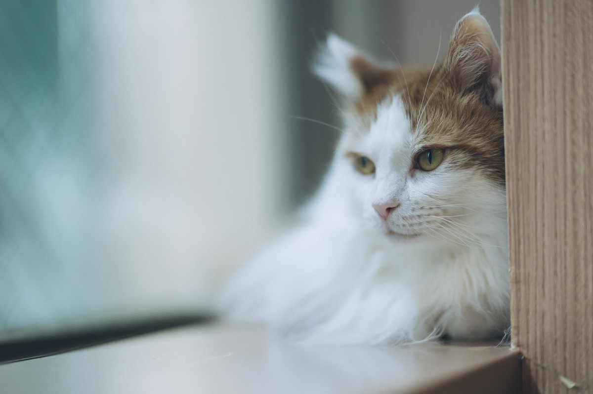 2023.04.16 僕と猫。