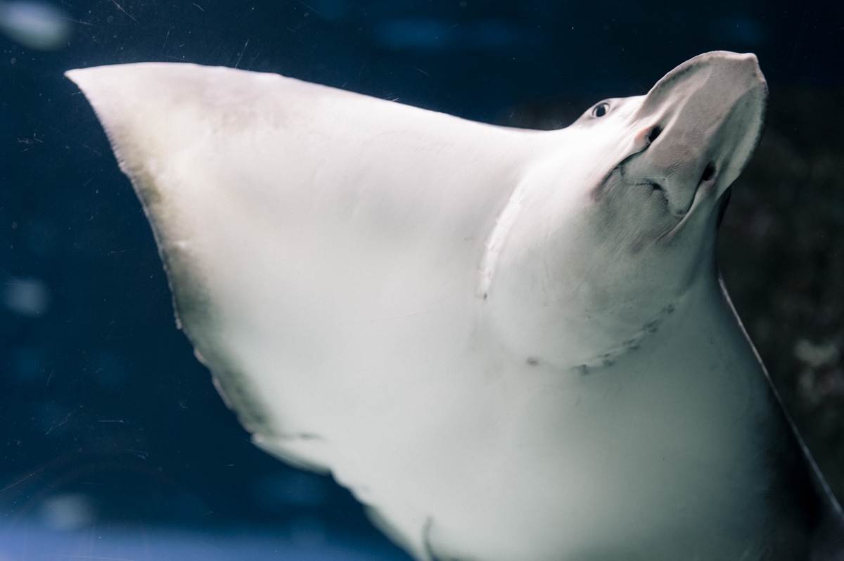 2023.04.27 サンシャイン水族館