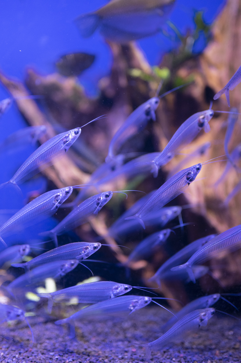 2023.04.27 サンシャイン水族館