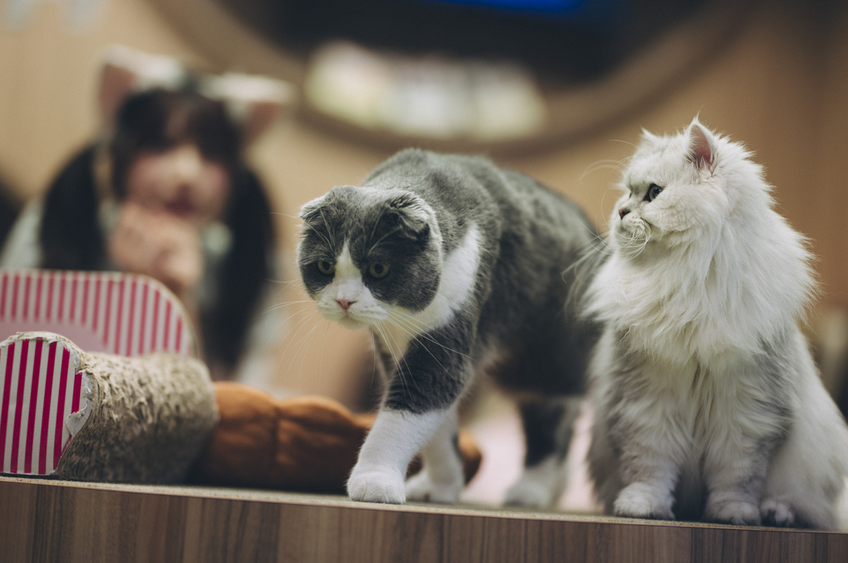 2023.04.16 僕と猫。