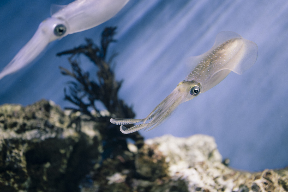 2023.04.27 サンシャイン水族館