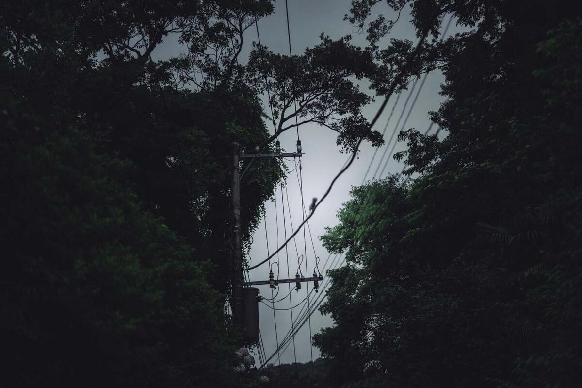 リスが電線を走ってた